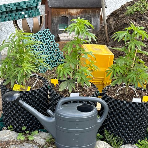 👍 Joey 5 RIP Enharda Rum  growlog timeline photo