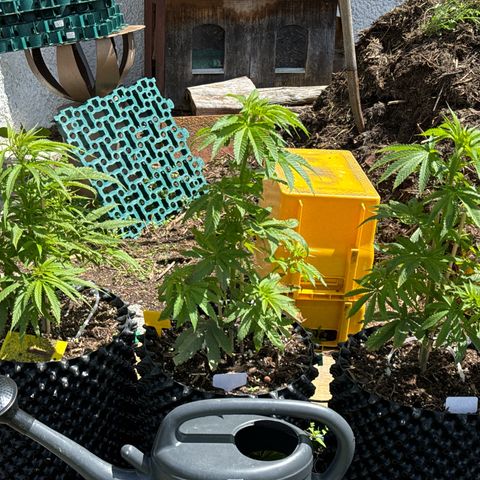 👍 Joey 5 RIP Enharda Rum  growlog timeline photo