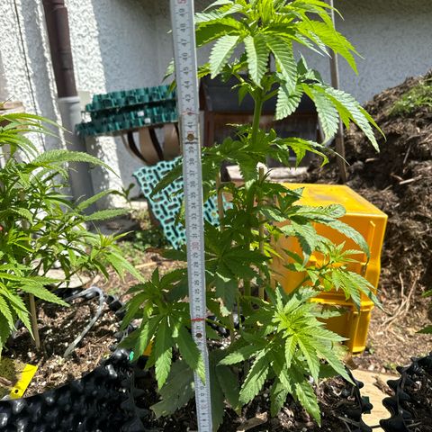 Shining Silver Haze growlog photo: 50 cm