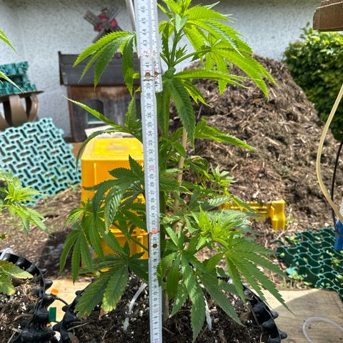 Northern Lights growlog photo: 47 cm
