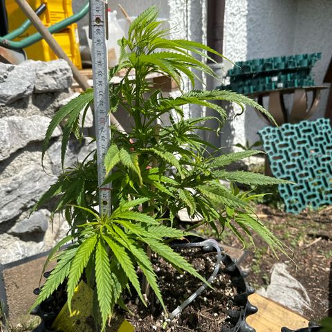 👍 Joey 5 RIP Enharda Rum  growlog photo: 40 cm