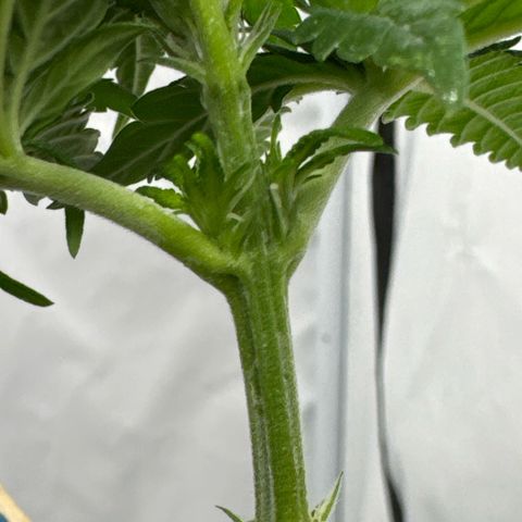 SexBud growlog photo:  Die ersten Härchen der vor Blüte kommen schon  🫠😘