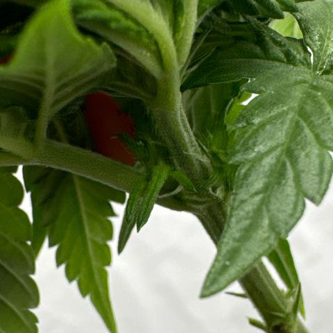SexBud growlog photo:  Die ersten Härchen der vor Blüte kommen schon  🫠😘