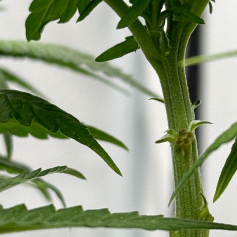 SexBud growlog photo:  Die ersten Härchen der vor Blüte kommen schon  🫠😘