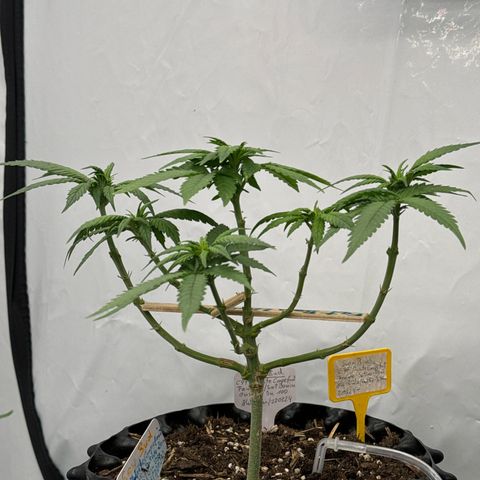 SexBud growlog timeline photo