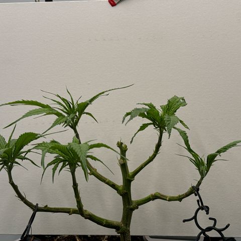 👍 Joey 4 RIP Enharda Rum  growlog timeline photo