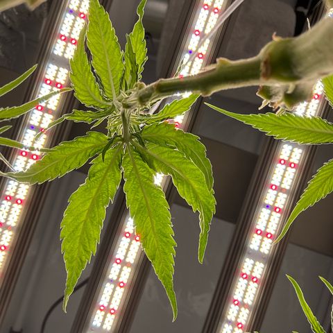 👍 Joey 4 RIP Enharda Rum  growlog timeline photo