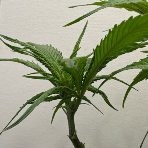 👍 Joey 4 RIP Enharda Rum  growlog timeline photo