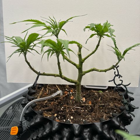 👍 Joey 4 RIP Enharda Rum  growlog timeline photo