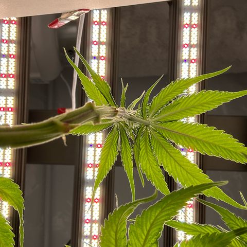 👍 Joey 4 RIP Enharda Rum  growlog timeline photo