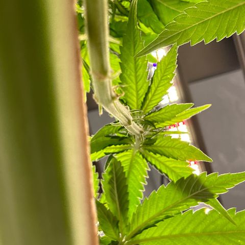 SexBud growlog timeline photo