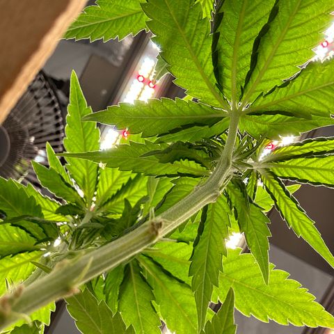 SexBud growlog timeline photo