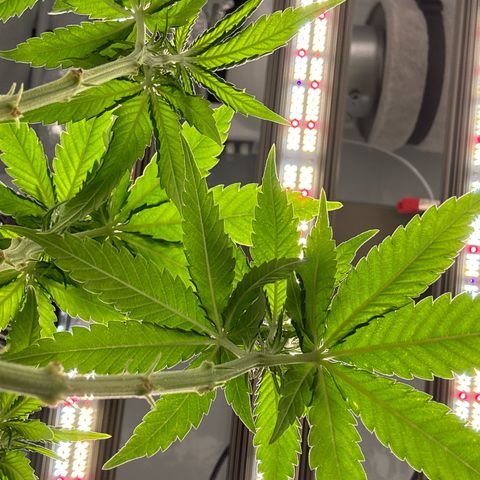 SexBud growlog timeline photo