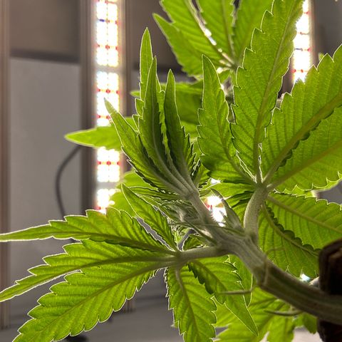 Wedding Cheesecake growlog timeline photo