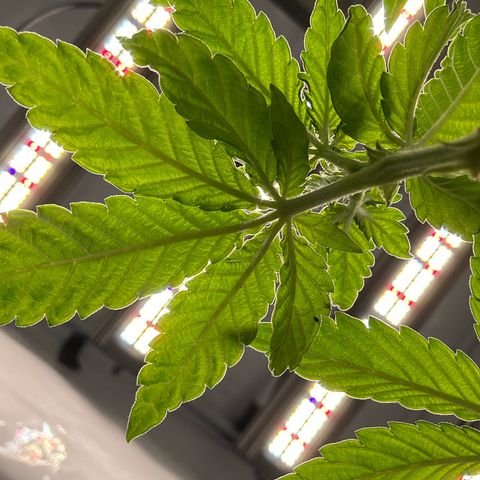 Wedding Cheesecake growlog timeline photo