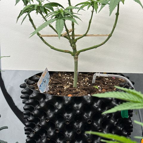 SexBud growlog timeline photo