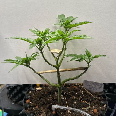 Wedding Cheesecake growlog timeline photo