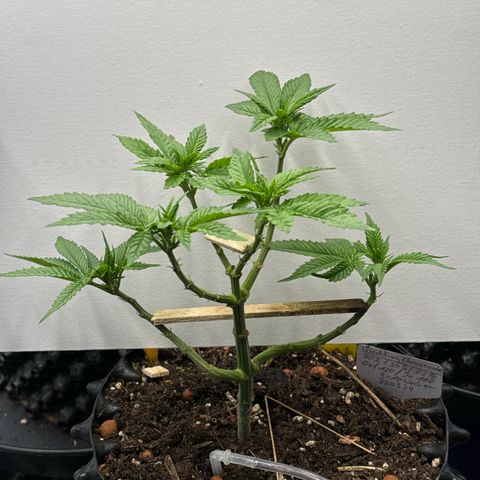 Wedding Cheesecake growlog timeline photo