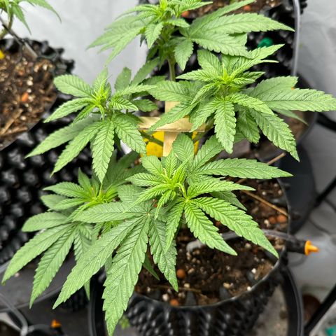 Wedding Cheesecake growlog timeline photo