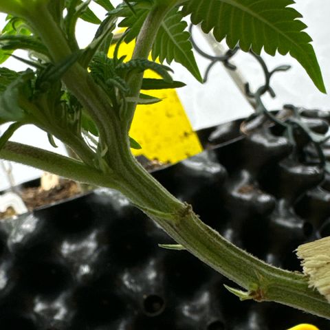 Wedding Cheesecake growlog timeline photo