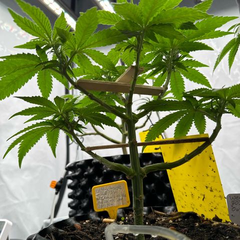 Wedding Cheesecake growlog timeline photo