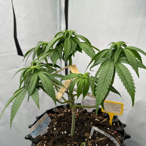 SexBud growlog timeline photo