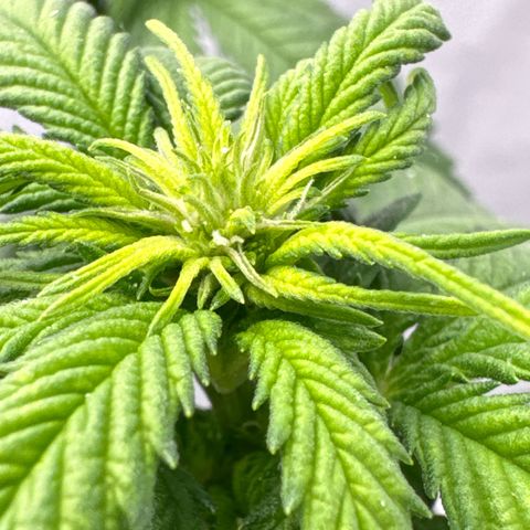SexBud growlog timeline photo