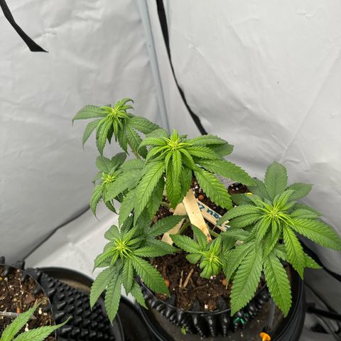 SexBud growlog timeline photo