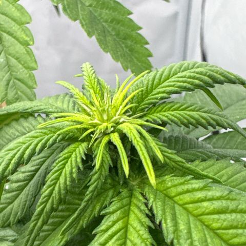 SexBud growlog timeline photo