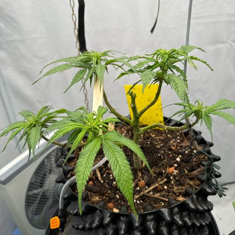 👍 Joey 4 RIP Enharda Rum  growlog timeline photo