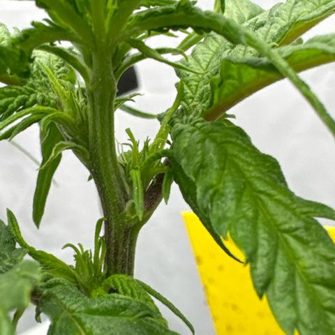 👍 Joey 4 RIP Enharda Rum  growlog timeline photo