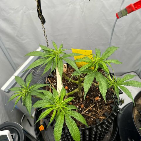 👍 Joey 4 RIP Enharda Rum  growlog timeline photo