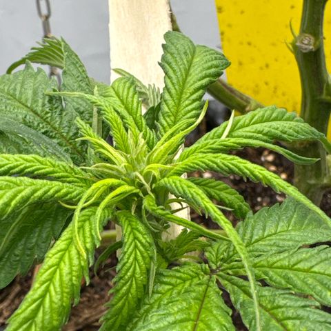 👍 Joey 4 RIP Enharda Rum  growlog timeline photo