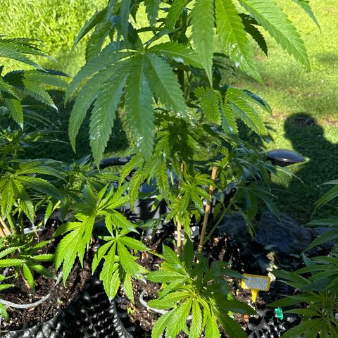 Shining Silver Haze growlog timeline photo
