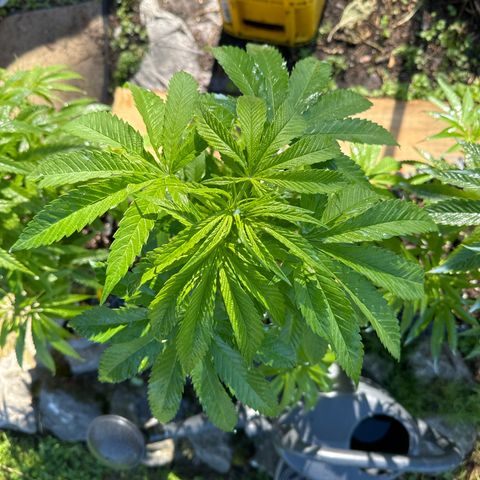 Shining Silver Haze growlog timeline photo