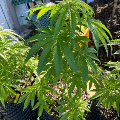 Shining Silver Haze growlog timeline photo