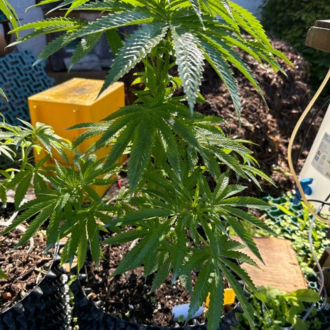Northern Lights growlog timeline photo