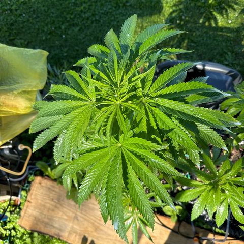 Northern Lights growlog timeline photo