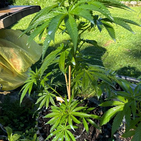 Northern Lights growlog timeline photo