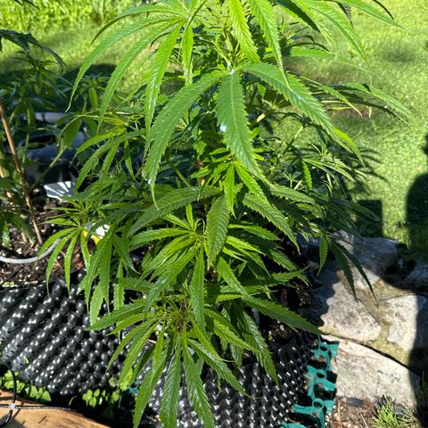 👍 Joey 5 RIP Enharda Rum  growlog timeline photo