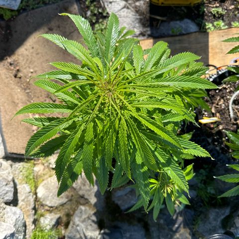 👍 Joey 5 RIP Enharda Rum  growlog timeline photo