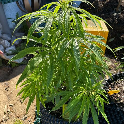 👍 Joey 5 RIP Enharda Rum  growlog timeline photo