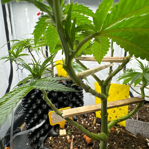 Wedding Cheesecake growlog timeline photo