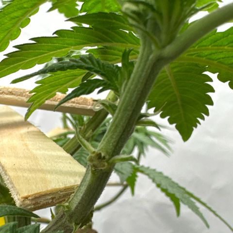 Wedding Cheesecake growlog timeline photo