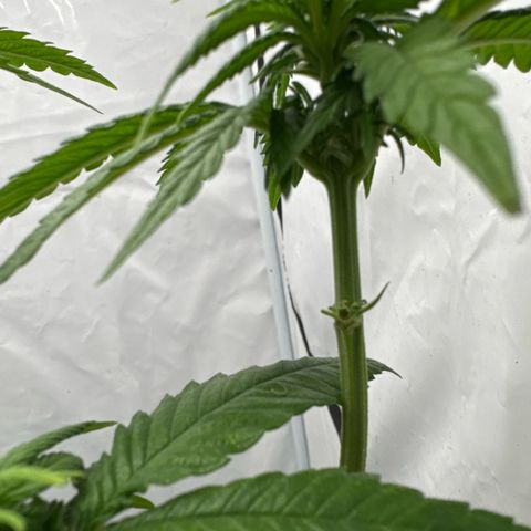 SexBud growlog timeline photo