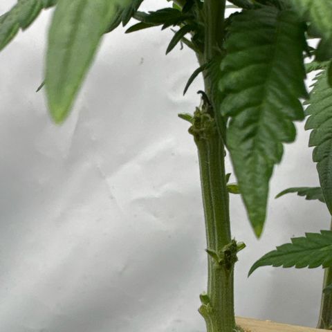 SexBud growlog timeline photo