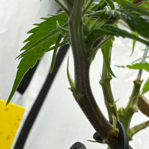 👍 Joey 4 RIP Enharda Rum  growlog timeline photo