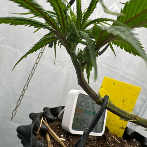 👍 Joey 4 RIP Enharda Rum  growlog timeline photo