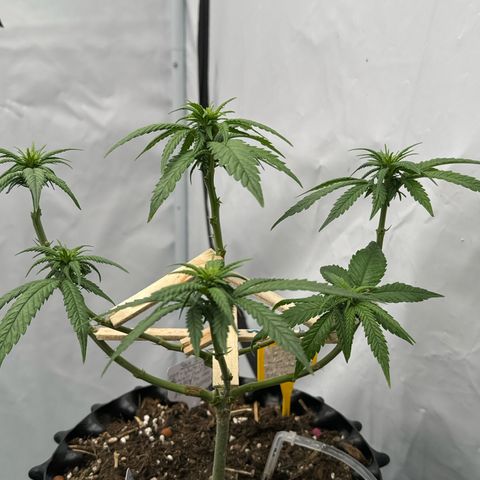 SexBud growlog timeline photo