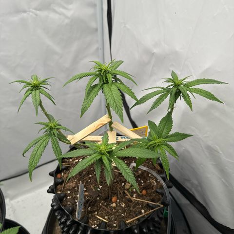 SexBud growlog timeline photo